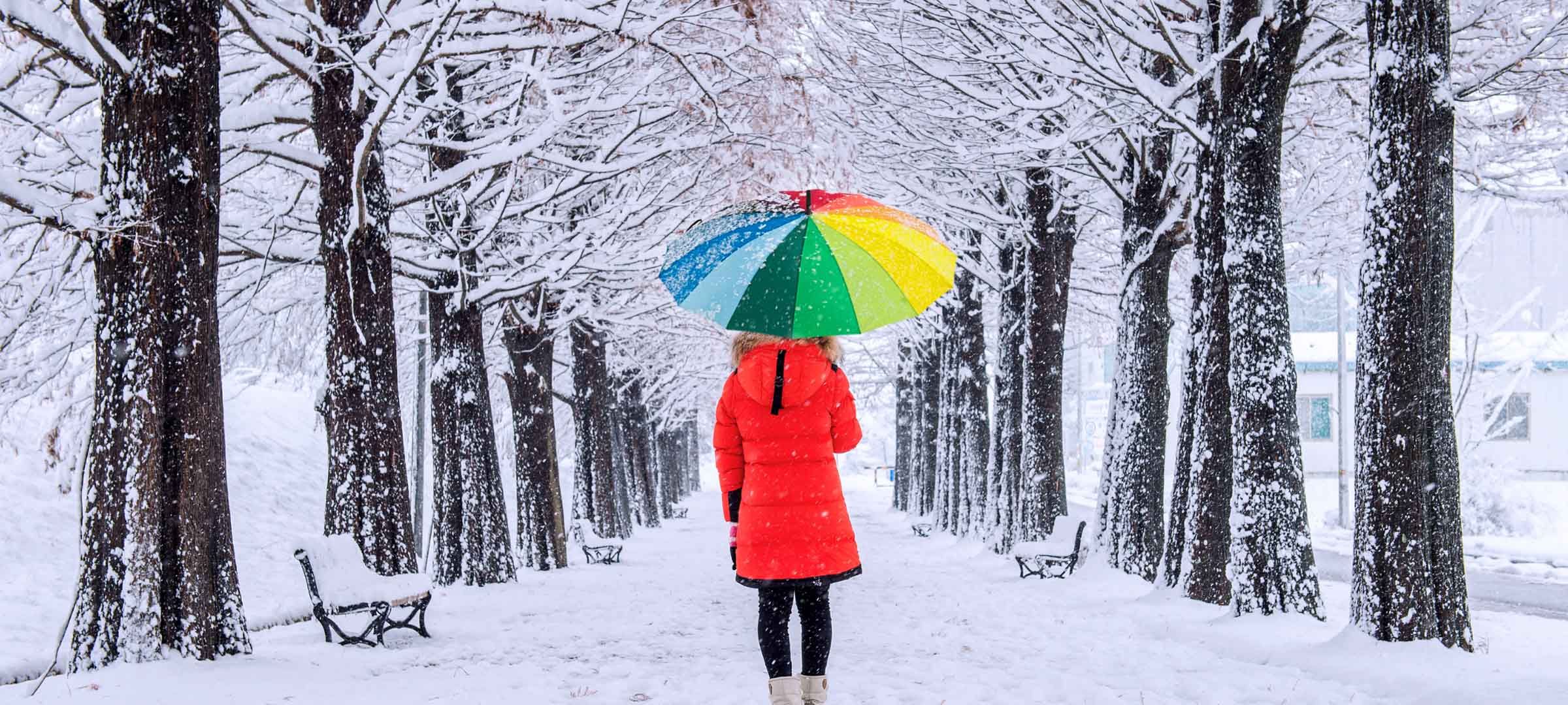 A person wearing a bright red winter coat and black pants walks down a snow-covered path lined with tall trees.